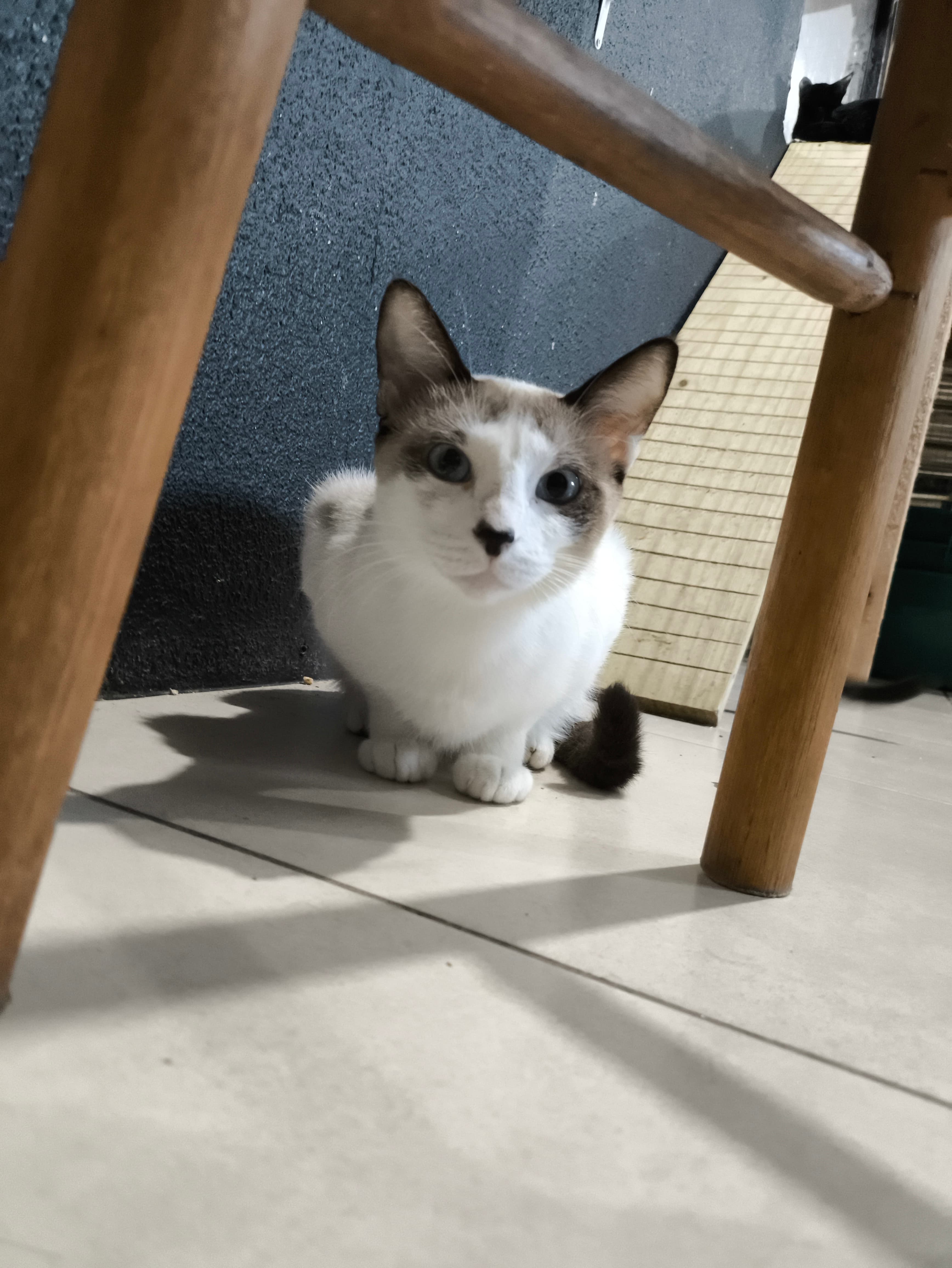 milka