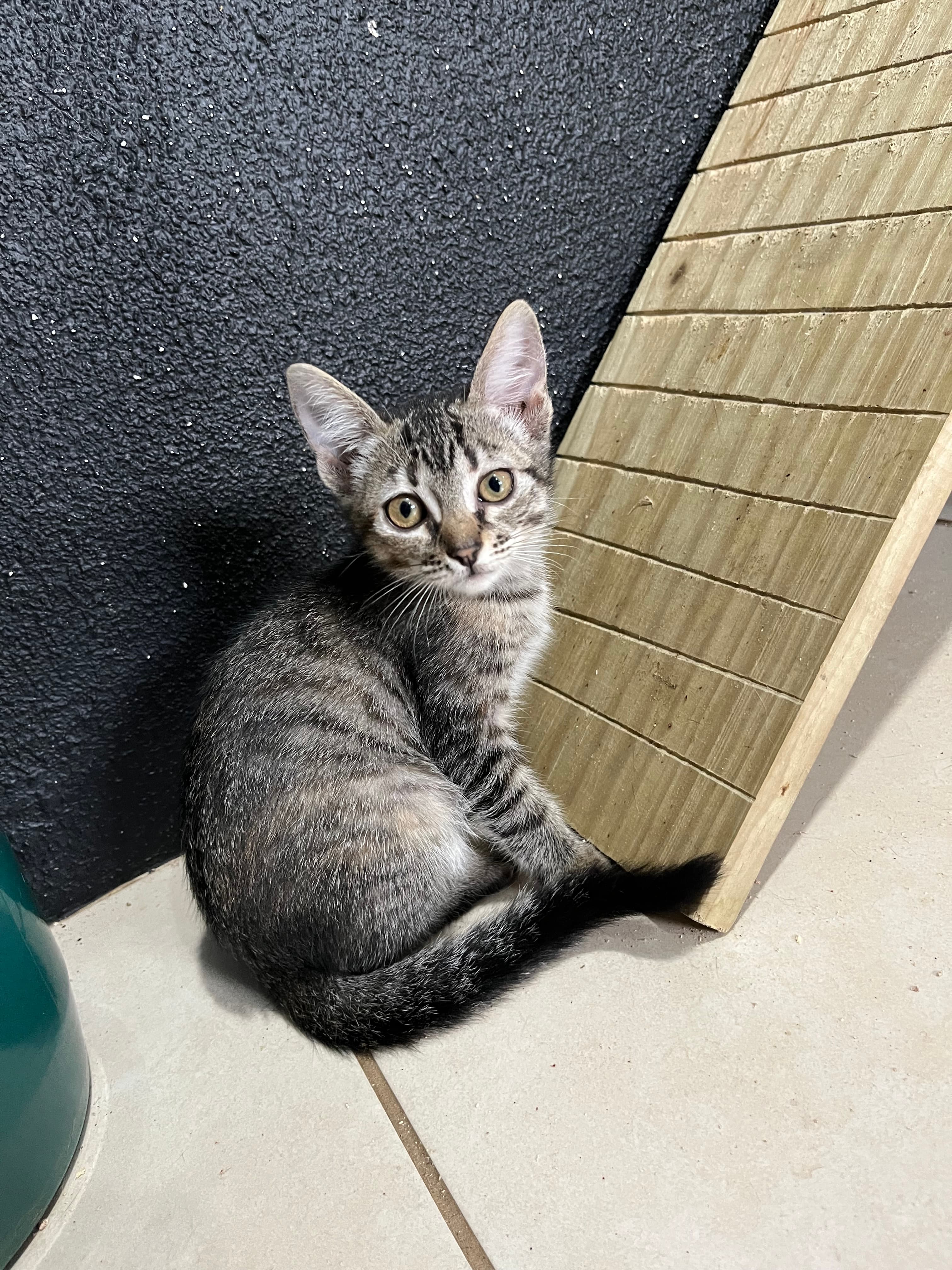 Foto de Pitaya