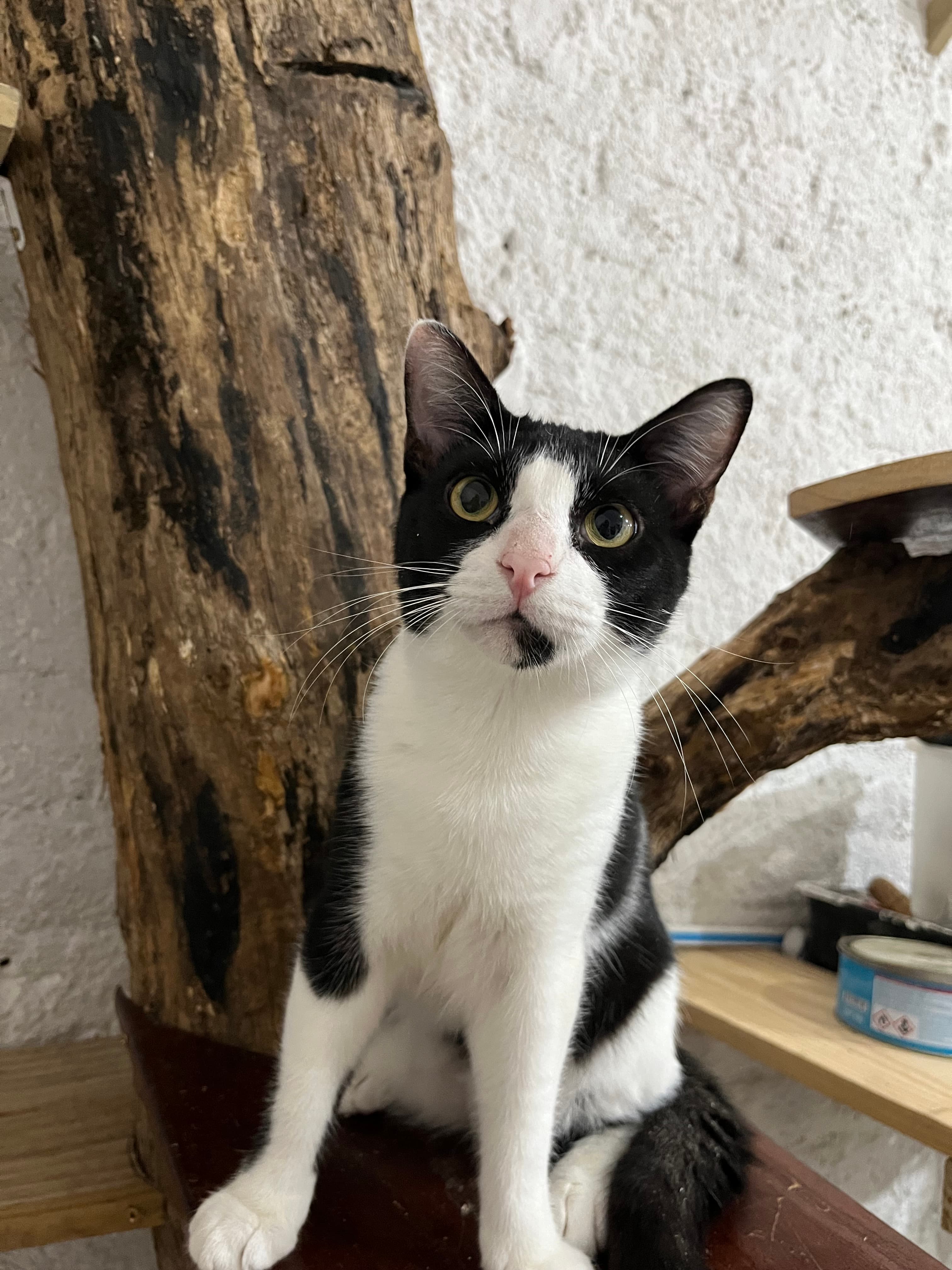 vários gatos na tela 