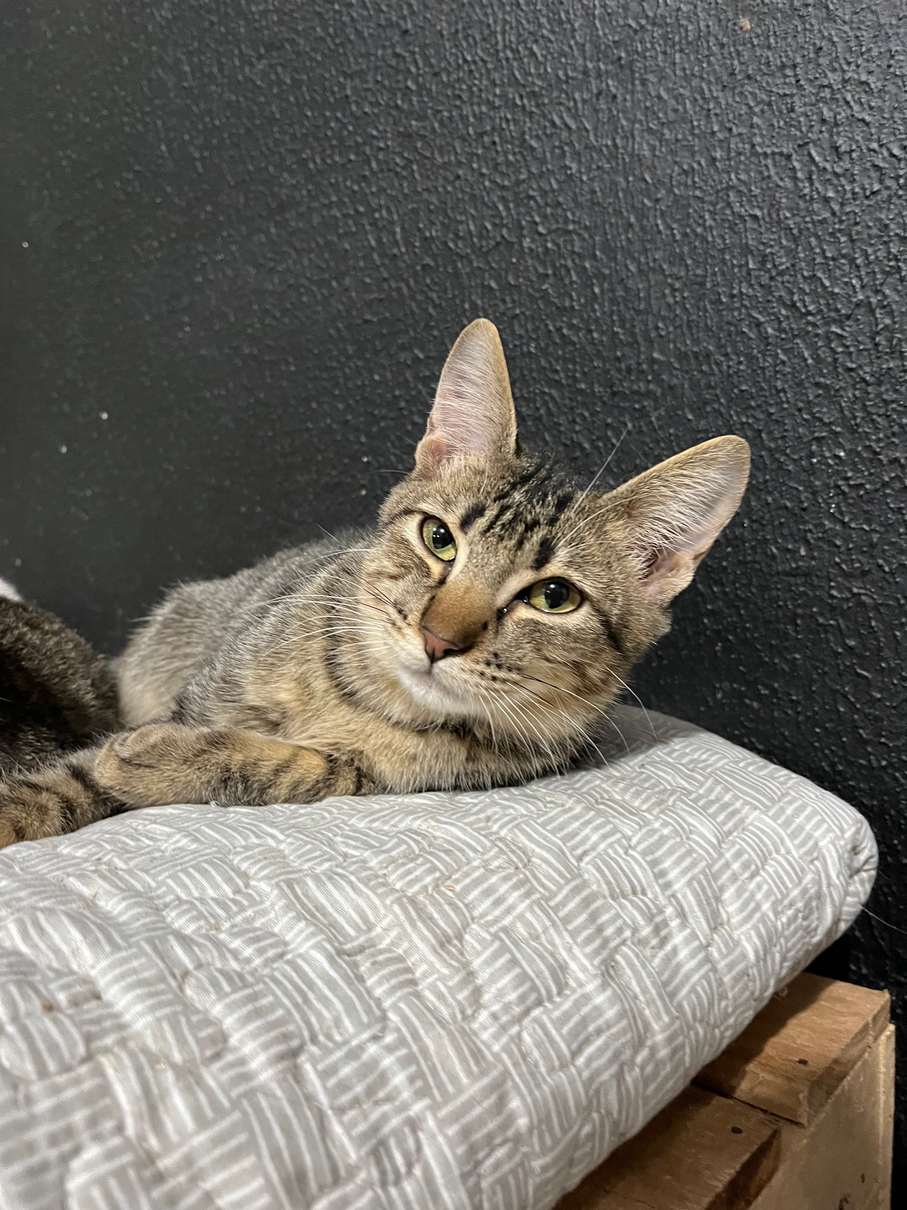 Foto de Loki