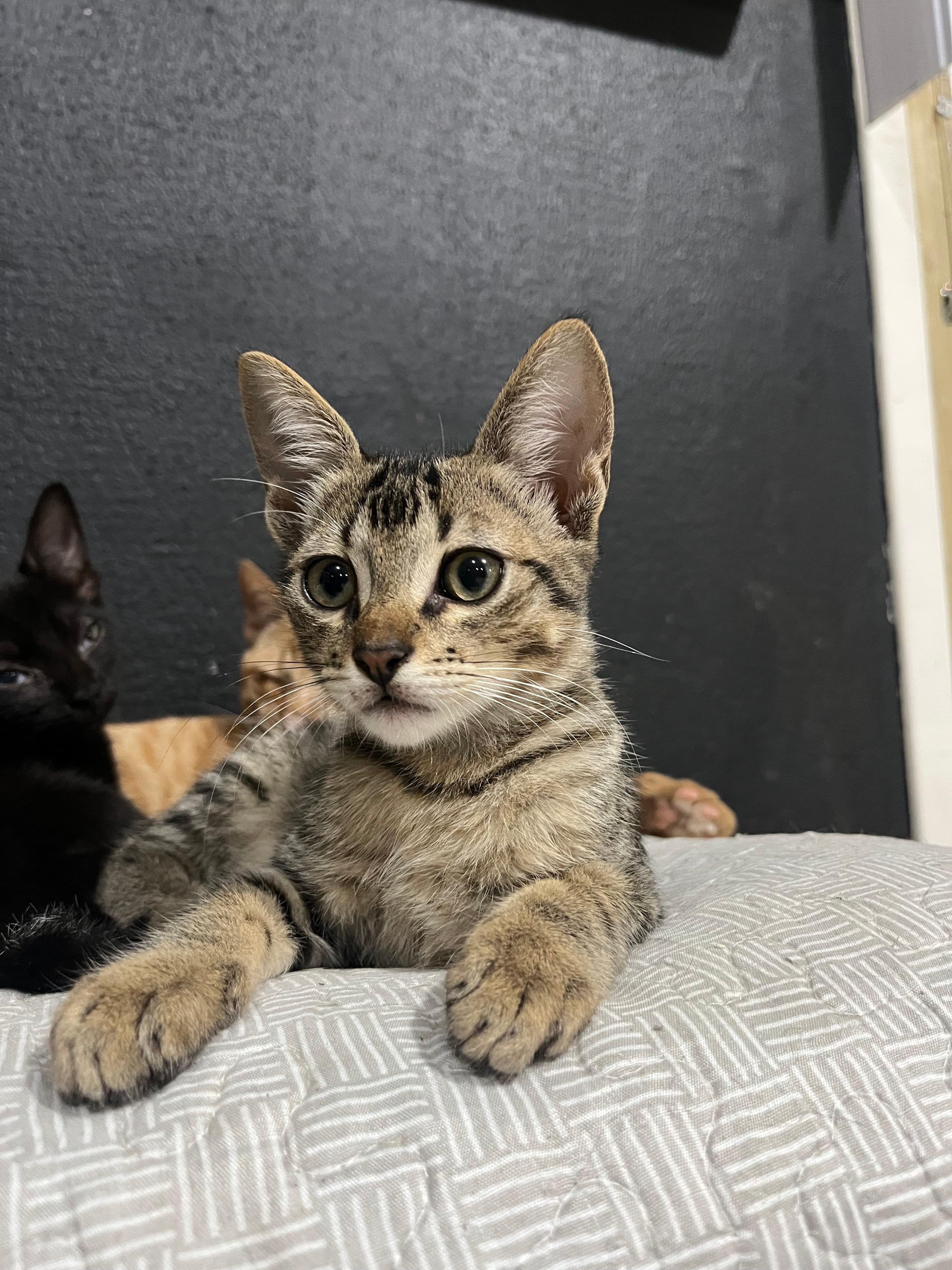 Foto de Caju