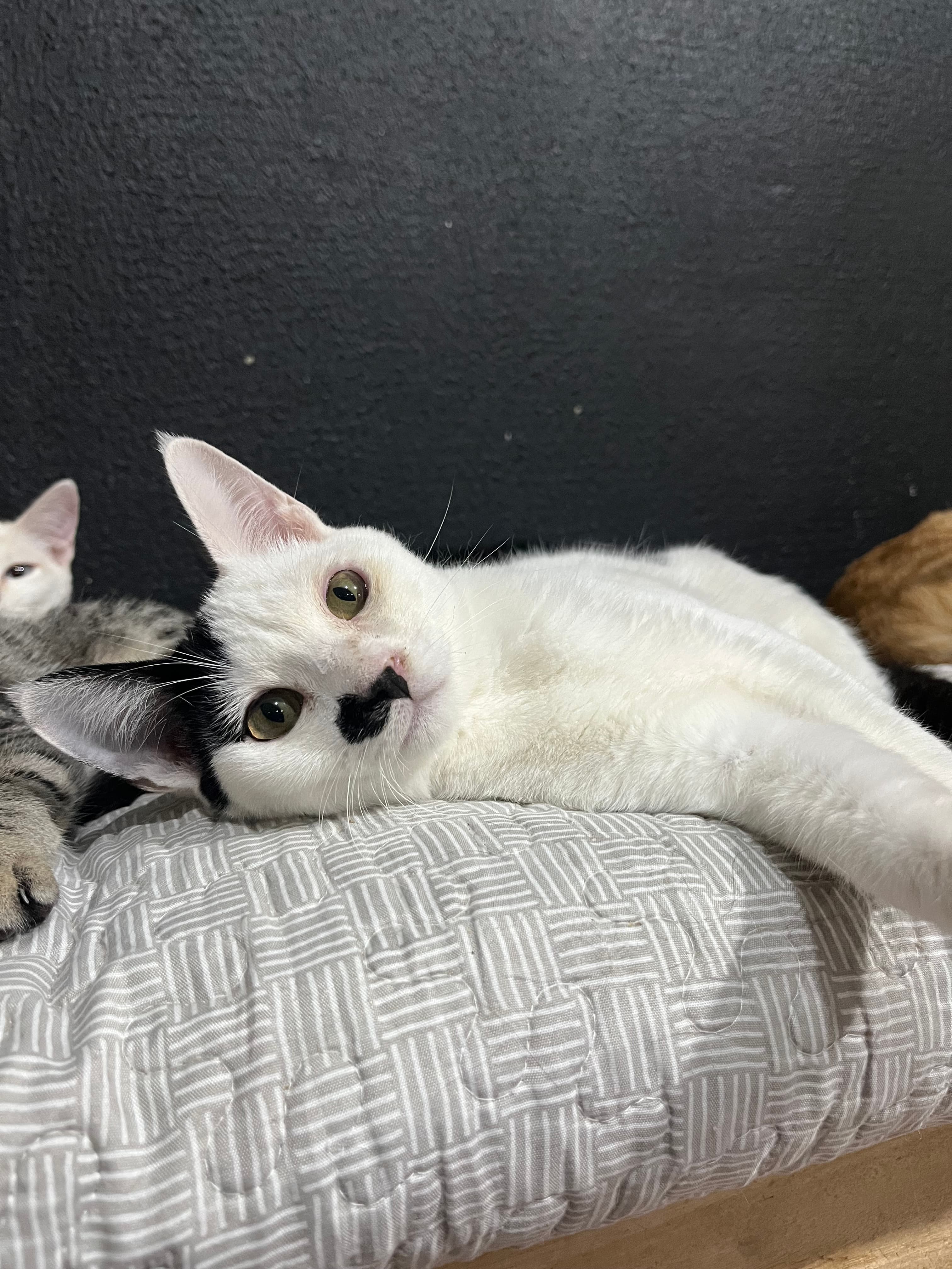 Foto de Pingo