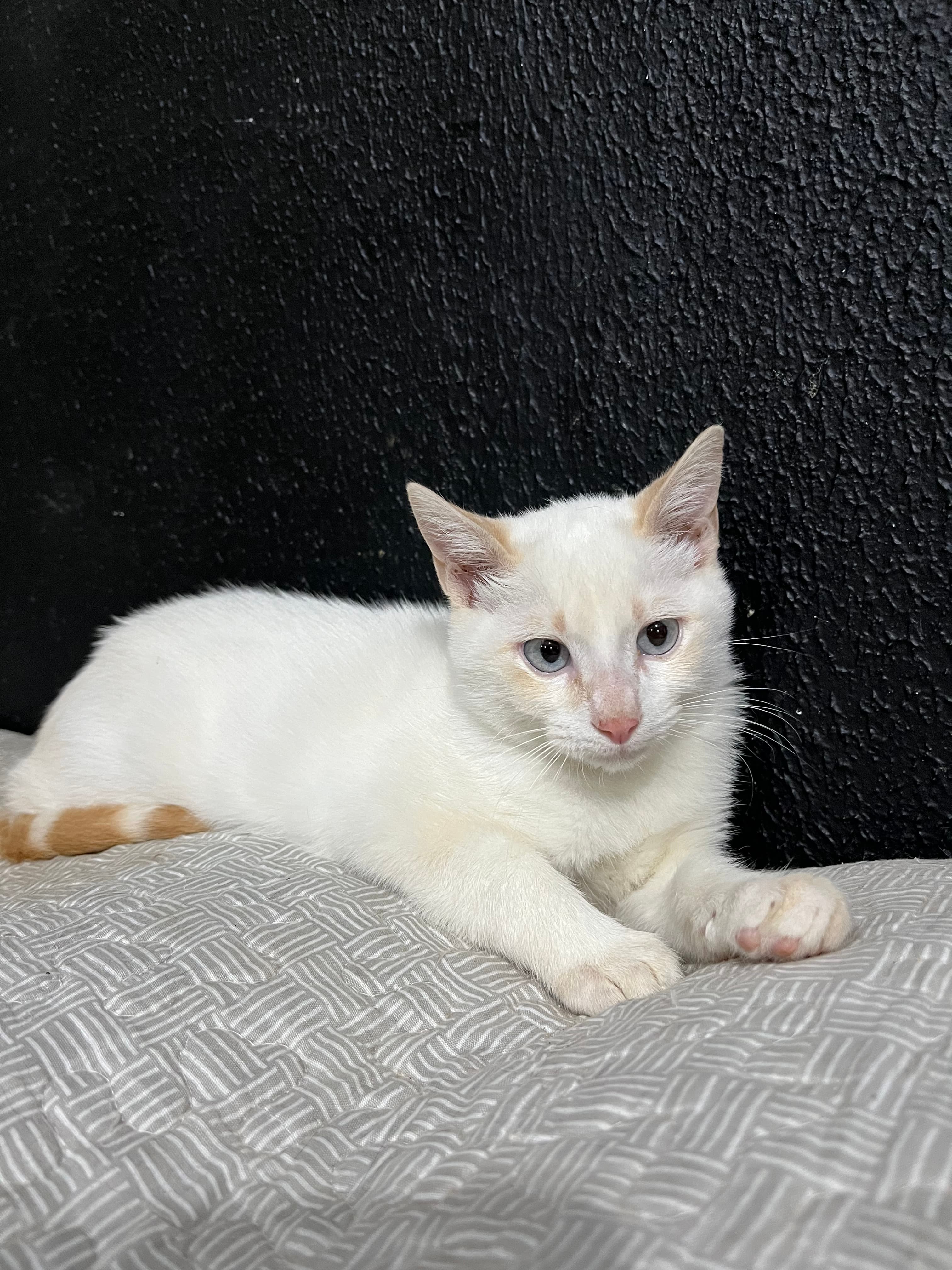 Foto de Ninho