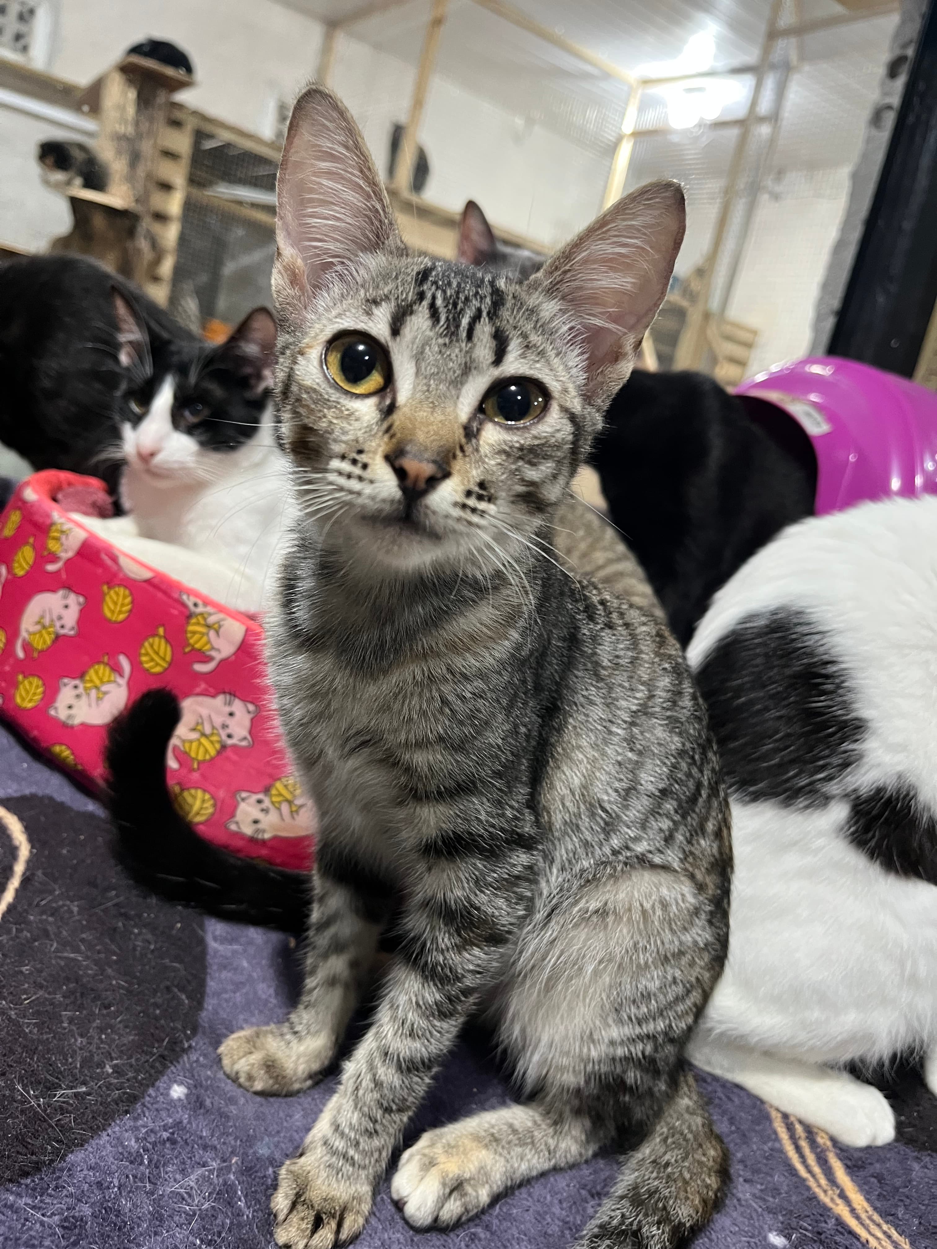 Foto de Pitaya
