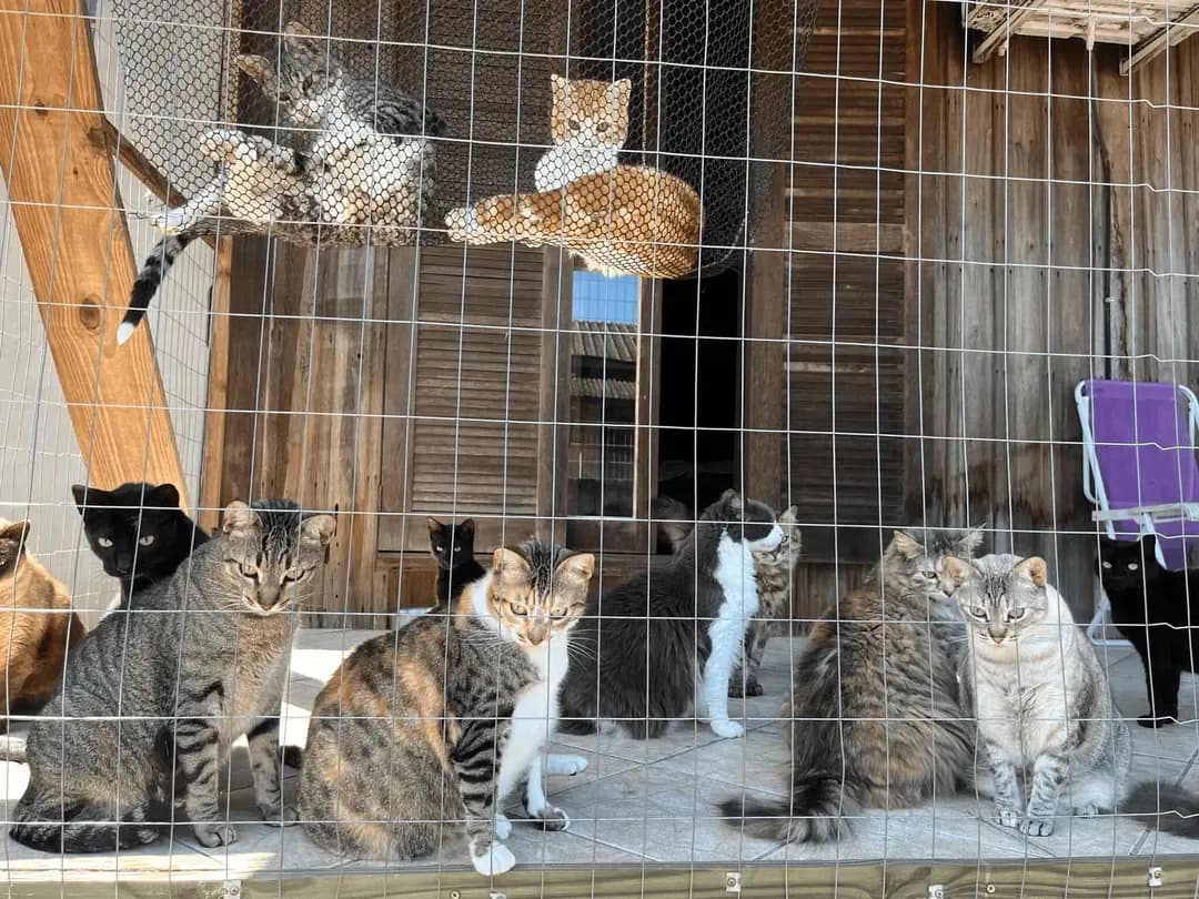 vários gatos na tela 