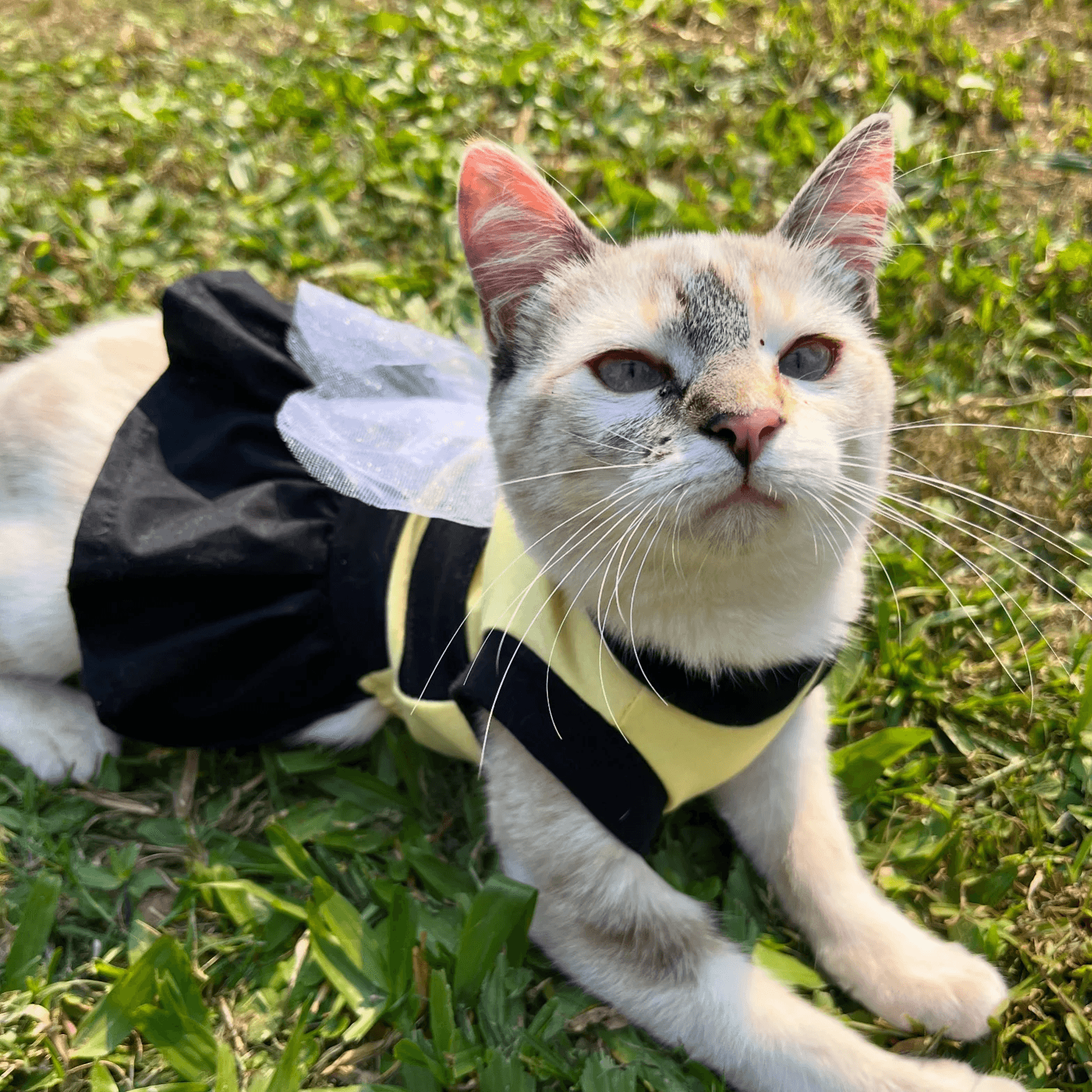 gatinha vestida de abelha