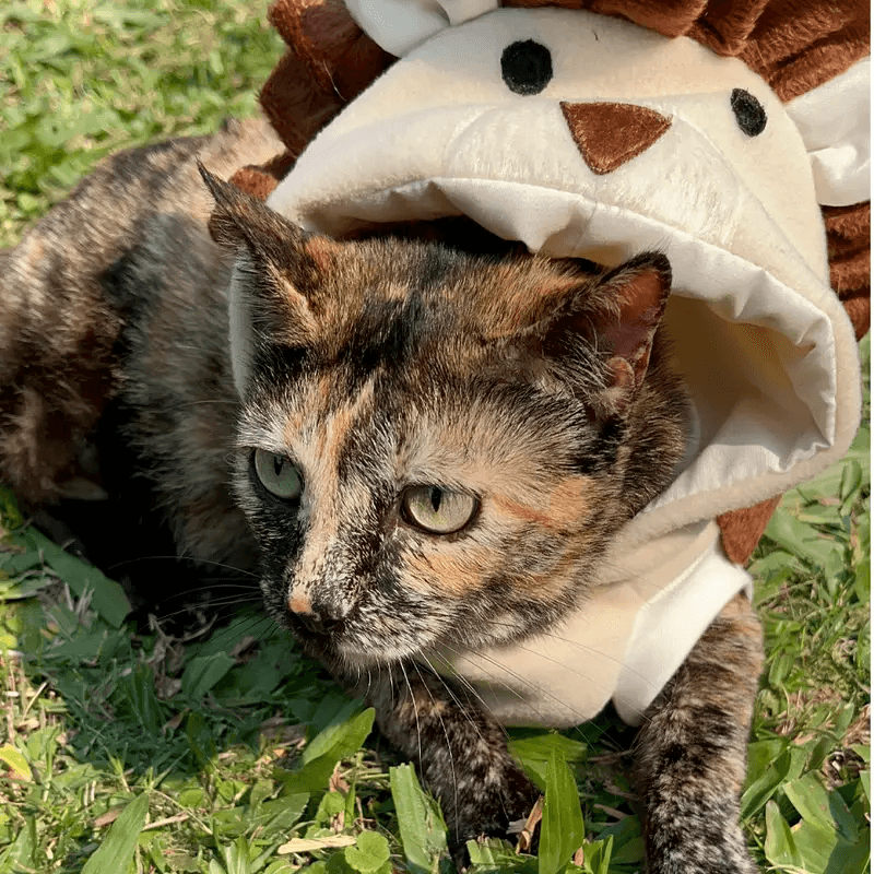 gatinh vestido de leão