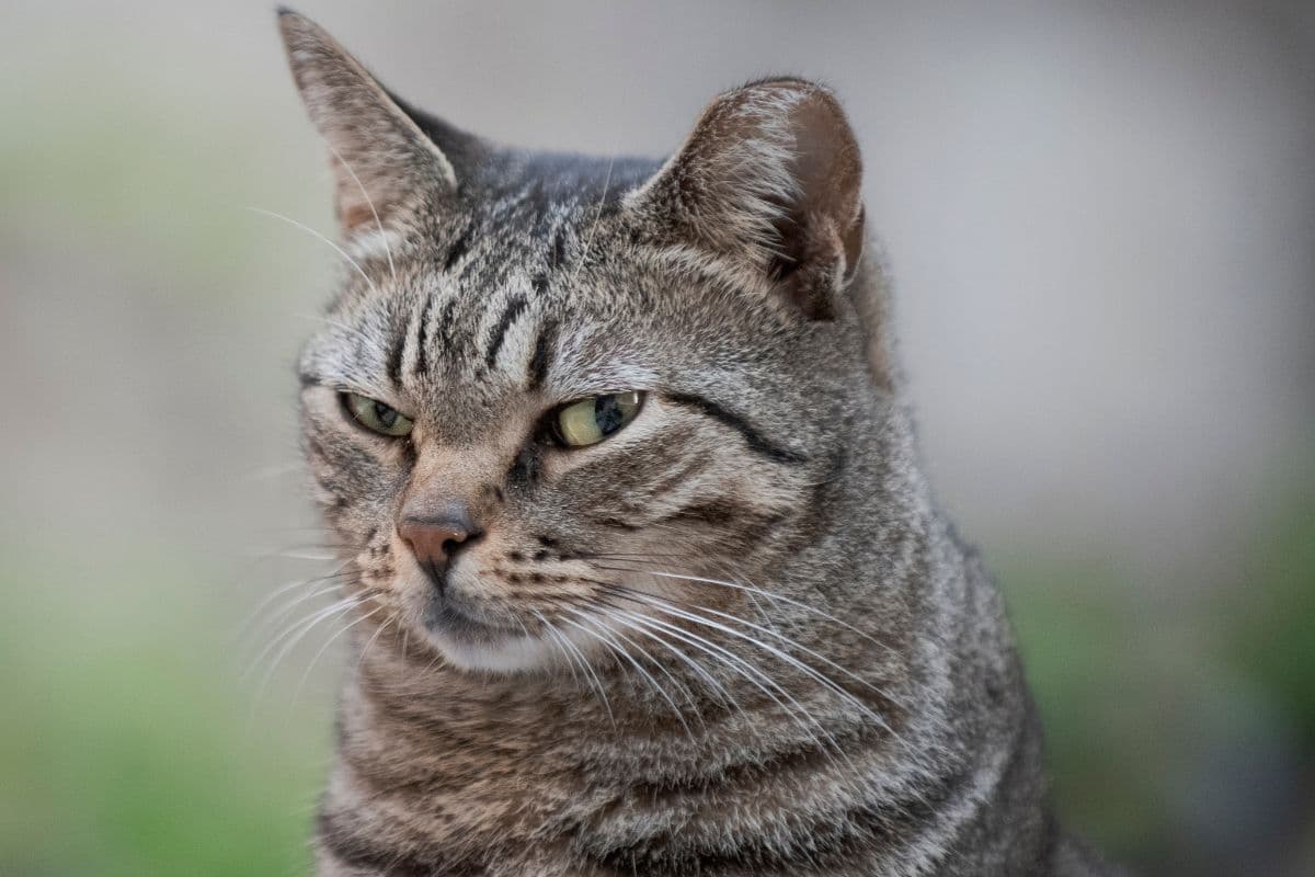 Gatinho precisando de ajuda